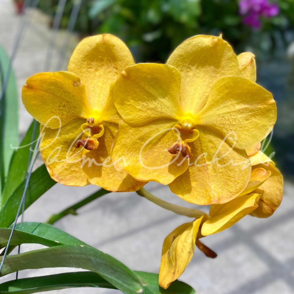 Vanda+Nopporn+Gold+x+Tubtim+